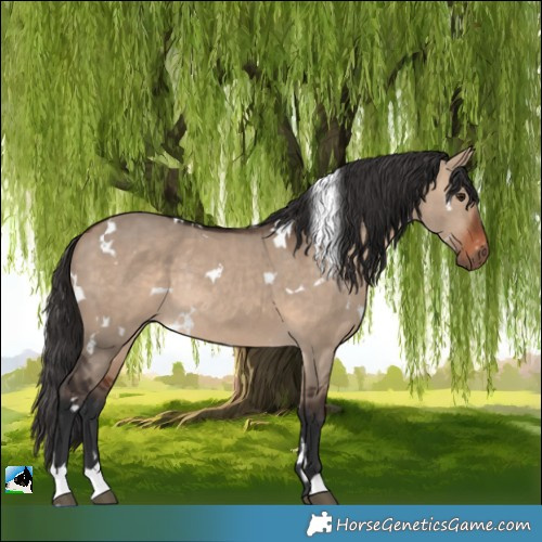 Horse Color:White Spotted Bay Dun Rabicano 