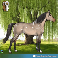 Horse Color:White Spotted Bay Dun Rabicano 