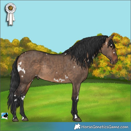 Horse Color:White Spotted Bay Dun Rabicano Brindle 