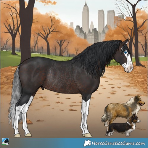 Horse Color:Bay Splash Rabicano 