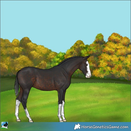 Horse Color:Brown Splash 