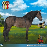 Horse Color:Brown Dun Rabicano Brindle 