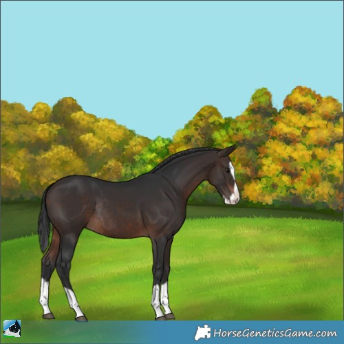 Horse Color:Bay Splash Rabicano 