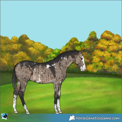 Horse Color:White Spotted Brown Dun Splash Rabicano Brindle 
