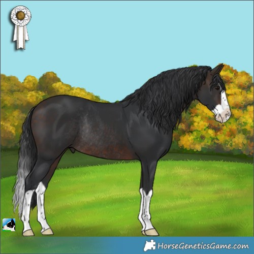 Horse Color:Bay Splash Rabicano 