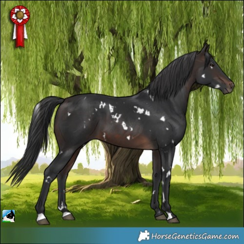 Horse Color:White Spotted Brown 