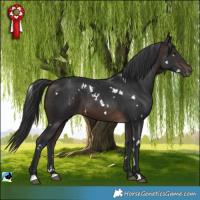 Horse Color:White Spotted Brown 