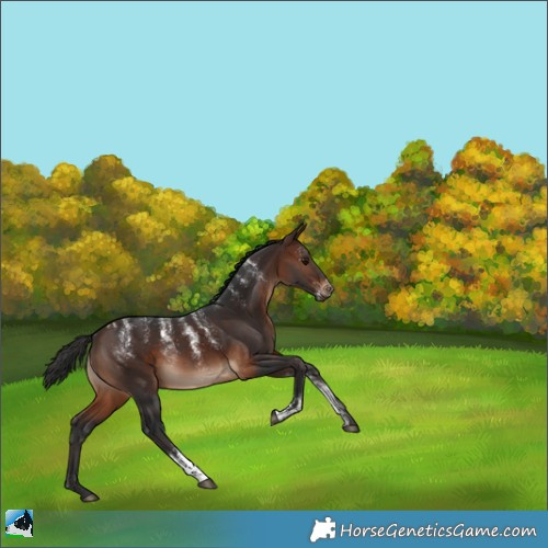 Horse Color:Powder White Brown Rabicano 