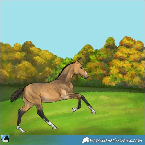 Horse Color:Buckskin Rabicano 