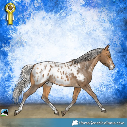 Horse Color:Powder White Silver Buckskin Appaloosa Rabicano 