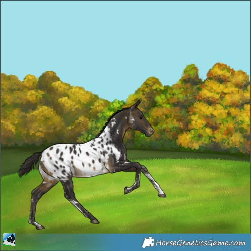 Horse Color:Powder White White Spotted Buckskin Appaloosa 