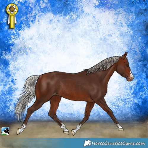 Horse Color:Silver Brown Appaloosa Rabicano 