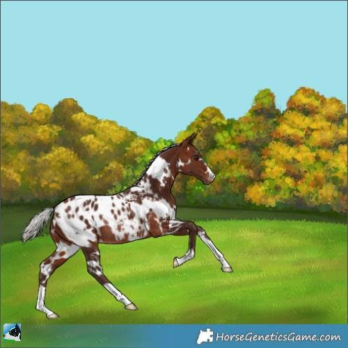 Horse Color:White Spotted Silver Bay Appaloosa Rabicano