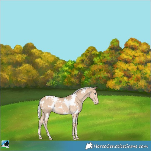 Horse Color:White Spotted Silver Perlino 
