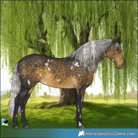 Horse Color:White Spotted Silver Buckskin
