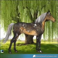 Horse Color:White Spotted Silver Buckskin 