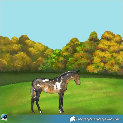 Horse Color:White Spotted Silver Buckskin 