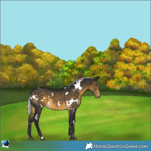 Horse Color:White Spotted Silver Buckskin 
