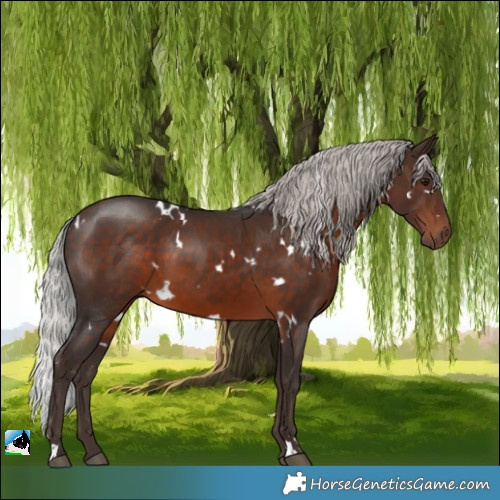 Horse Color:White Spotted Silver Brown 