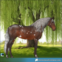 Horse Color:White Spotted Silver Brown