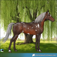 Horse Color:White Spotted Silver Brown 