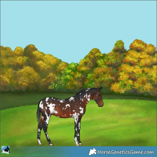 Horse Color:White Spotted Brown