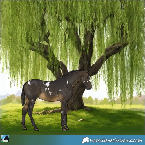 Horse Color:White Spotted Buckskin 