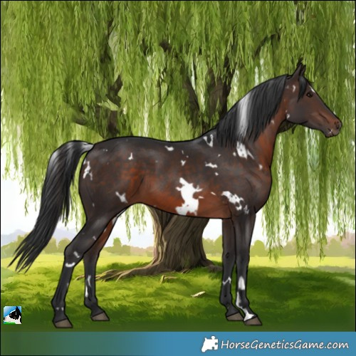 Horse Color:White Spotted Brown 
