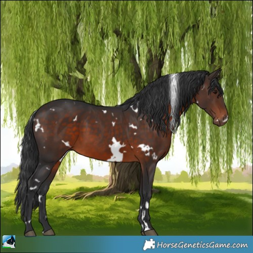 Horse Color:White Spotted Brown 