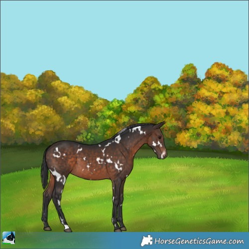Horse Color:White Spotted Bay 