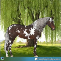Horse Color:White Spotted Silver Brown