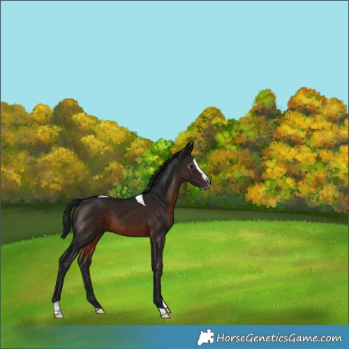 Horse Color:Gray Brown Splash Tobiano 