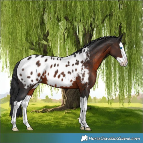 Horse Color:Brown Splash Appaloosa 