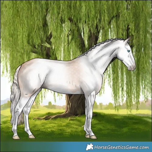 Horse Color:Gray Cremello Splash 