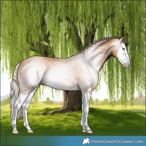 Horse Color:Gray Cremello Splash 