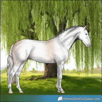 Horse Color:Gray Cremello Splash 