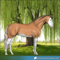 Horse Color:Gray Cremello Splash