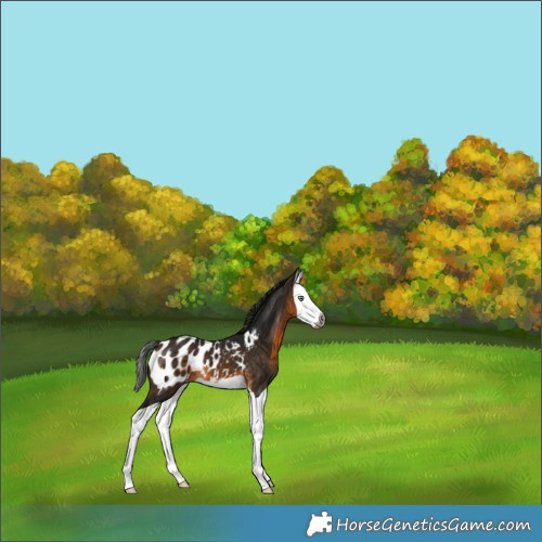Horse Color:Gray Buckskin Splash Appaloosa 