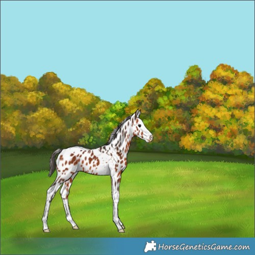 Horse Color:Bay Splash Tobiano Appaloosa 
