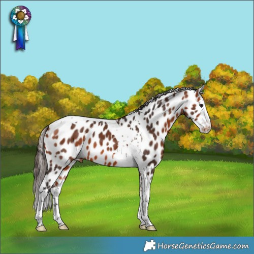 Horse Color:Bay Splash Tobiano Appaloosa 