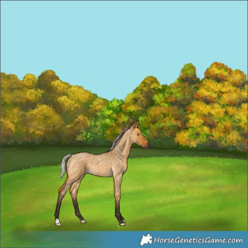 Horse Color:Gray Silver Buckskin Roan Dun 