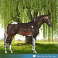 Horse Color:Gray Silver Buckskin Tobiano