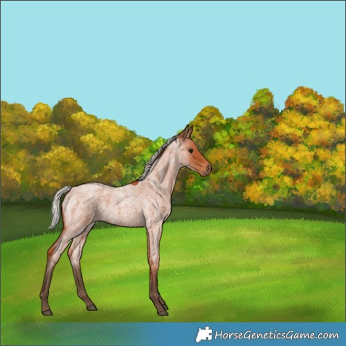 Horse Color:Silver Bay Roan 