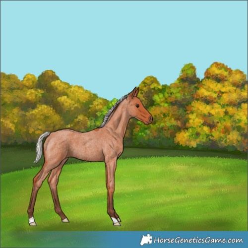 Horse Color:Silver Bay Roan 