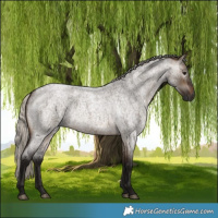 Horse Color:Gray Silver Brown Roan Dun 