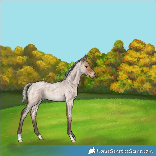 Horse Color:Silver Brown Roan Dun Brindle 