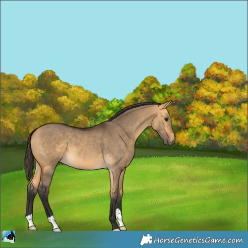 Horse Color:Buckskin Dun 