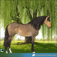 Horse Color:Buckskin Dun Brindle 