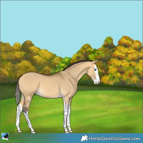 Horse Color:Buckskin Dun Splash 