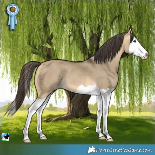 Horse Color:Buckskin Dun Splash 